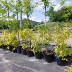 Drieň biely (Cornus alba) ´GOUCHAULTII´ – výška 70-110 cm, kont. C12L 